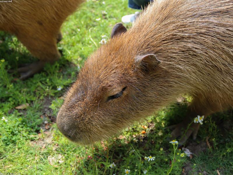 Cambridge Natural History иллюстрация капибары