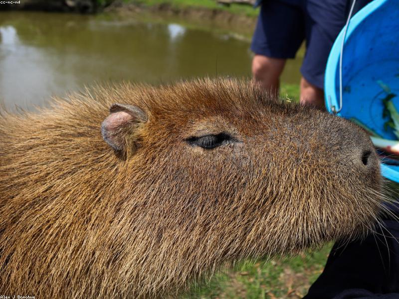 Капибара в стаде