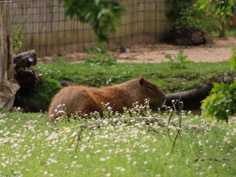 Капибара в движении