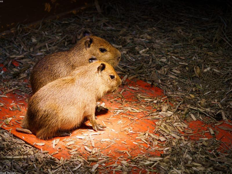 Исторический снимок капибары